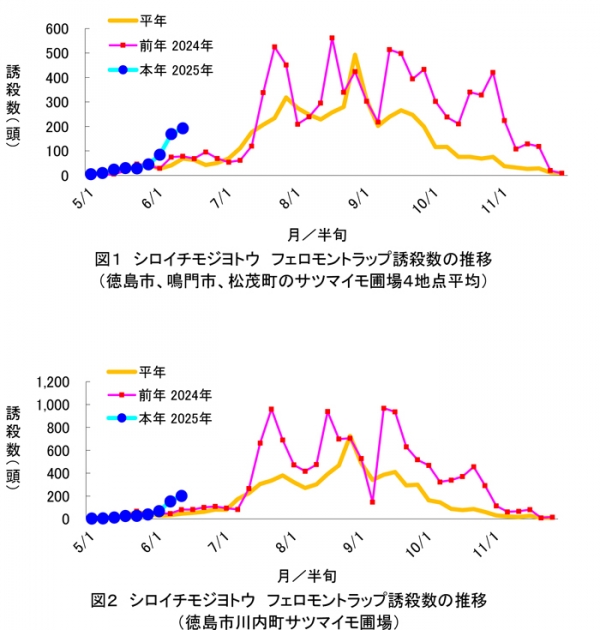 図1：シロイチモジヨトウフェロモントラップ誘殺数の推移（徳島市、鳴門市、松茂町のサツマイモ圃場4地点平均）と図2：シロイチモジヨトウフェロモントラップ誘殺数の推移（徳島市川内町サツマイモ圃場）
