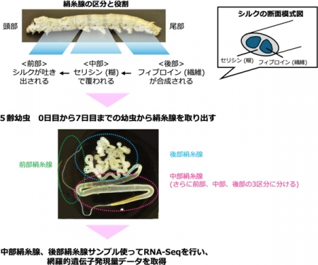 図1：研究概要。シルクを作る組織である絹糸腺のどの部位で、どのような遺伝子が、いつ働くのか、詳細に調査