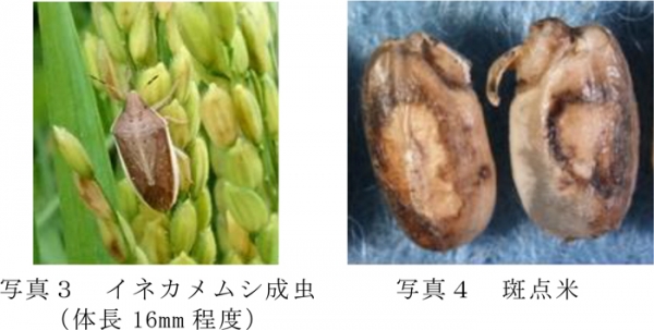 写真3：イネカメムシ成虫（体長16mm程度）と写真4：斑点米（提供：山口県病害虫防除所）