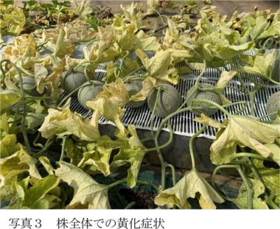写真3：株全体での黄化症状（提供：茨城県病害虫防除所）