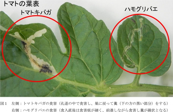 図1：左側：トマトキバガの食害（孔道の中で食害し、巣に戻って糞（下の方の黒い部分）をする） 右側：ハモグリバエの食害（食入直後は食害痕が細く、前進しながら食害し糞が線状となる）（提供：大分県農林水産研究指導センター農業研究部）