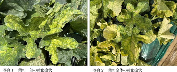 写真1：葉の一部の黄化症状と写真2：葉の全体の黄化症状（提供：茨城県病害虫防除所）