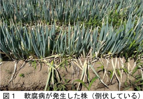 図1：軟腐病が発生した株は倒伏している（提供：鳥取県病害虫防除所）
