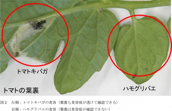 図2：左側：トマトキバガの食害（葉裏も食害痕が透けて確認できる） 右側：ハモグリバエの食害（葉裏は食害痕が確認できない）（提供：大分県農林水産研究指導センター農業研究部）