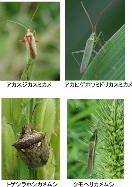 アカスジカスミカメ（左上）、アカヒゲホソミドリカスミカメ（右上）、トゲシラホシカメムシ（左下）、クモヘリカメムシ（右下）（提供：富山県農林水産総合技術センター）