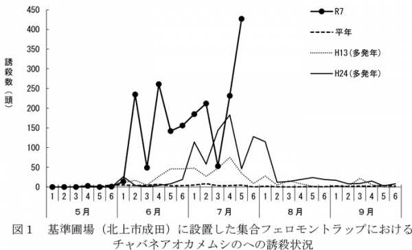 図1：基準圃場（北上市成田）に設置した集合フェロモントラップにおけるチャバネアオカメムシのへの誘殺状況