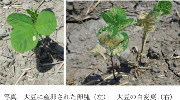 写真：大豆に産卵された卵塊（左）と大豆の白変葉（提供：岐阜県病害虫防除所）