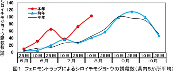図1：フェロモントラップによるシロイチモジヨトウの誘殺数（県内5か所平均）