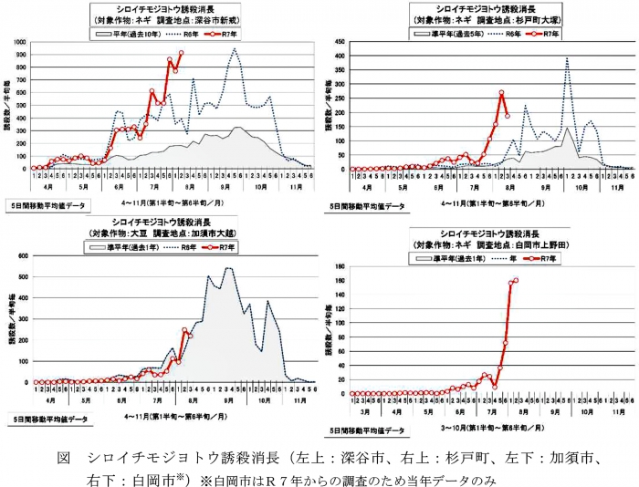 図：シロイチモジヨトウ誘殺消長（左上：深谷市、右上：杉戸町、左下：加須市、右下：白岡市※）※白岡市はR7年からの調査のため当年データのみ