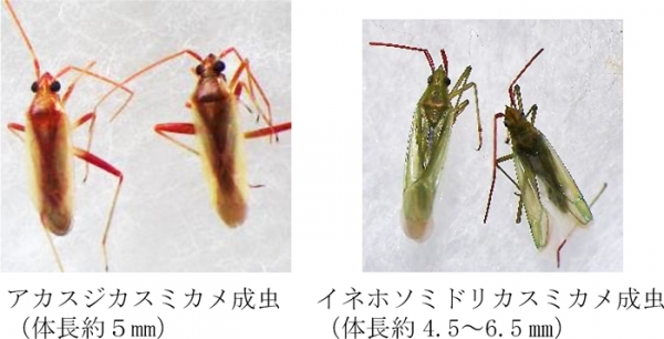 アカスジカスミカメ成虫（体長約5mm）とイネホソミドリカスミカメ成虫（体長約4.5～6.5mm）（提供：岡山県病害虫防除所）