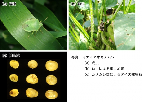写真：ミナミアオカメムシ（a）成虫、（b）幼虫による集中加害、（c）カメムシ類によるダイズ被害粒（提供：滋賀県病害虫防除所）