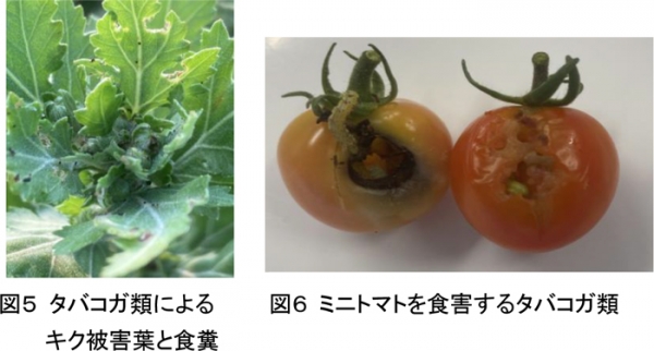 図5：タバコガ類によるキク被害葉と食糞と図6：ミニトマトを食害するタバコガ類（提供：富山県農林水産総合技術センター）