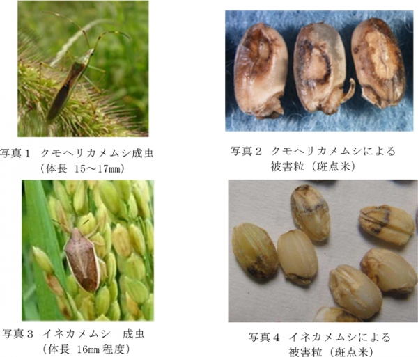 写真1：クモヘリカメムシ成虫（体長15～17mm）、写真2：クモヘリカメムシによる被害粒（斑点米）、写真3：イネカメムシ成虫（体長16mm程度）、写真4：イネカメムシによる被害粒（斑点米）（提供：山口県病害虫防除所）