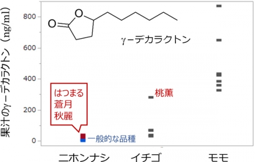 果実の種類と品種ごとのγ-デカラクトン濃度の分布（はつまる、蒼月、秋麗はミルキーな風味を感じるニホンナシ品種、桃薫はモモの風味を感じるイチゴ品種）