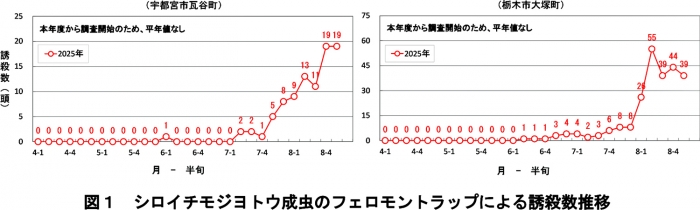 図１：シロイチモジヨトウ成虫のフェロモントラップによる誘殺数推移