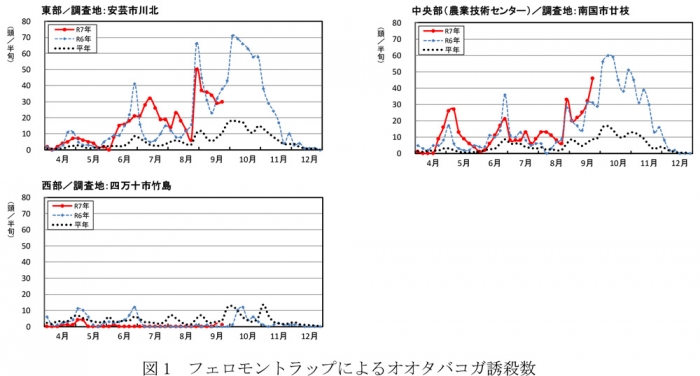図1：フェロモントラップによるオオタバコガ誘殺数
