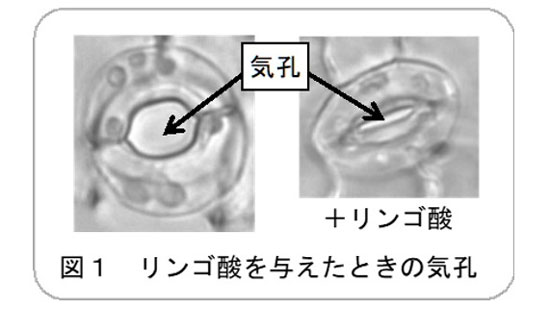 「リンゴ酸」でストレス解消　植物の環境ストレス適応機構を解明　岡山大学