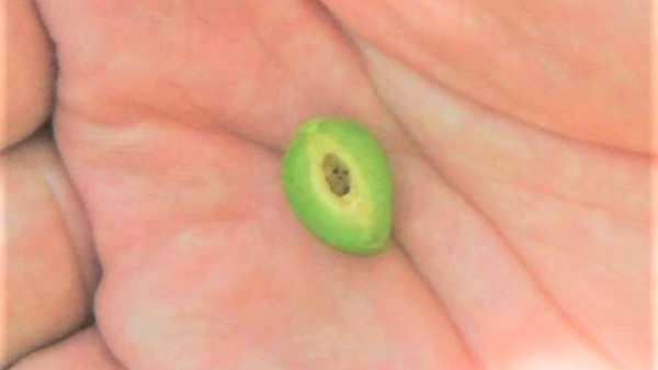 幼虫が食入した果実（断面）（写真提供：福岡県病害虫防除所）