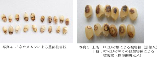 写真4：イネカメムシによる基部被害粒と写真5：上段：カスミカメムシ類による被害粒（黒蝕米）、下段：ホソハリカメムシ等その他加害種による被害粒（標準的斑点米）（提供：広島県西部農業技術指導所）（提供：広島県西部農業技術指導所）pg