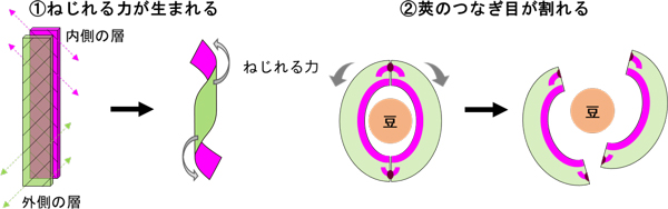 莢がはじける仕組み