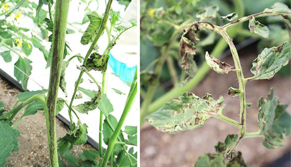 茎のえそ条斑（左）、葉のえそ・輪紋と退緑症状（写真提供：広島県西部農業技術指導所）