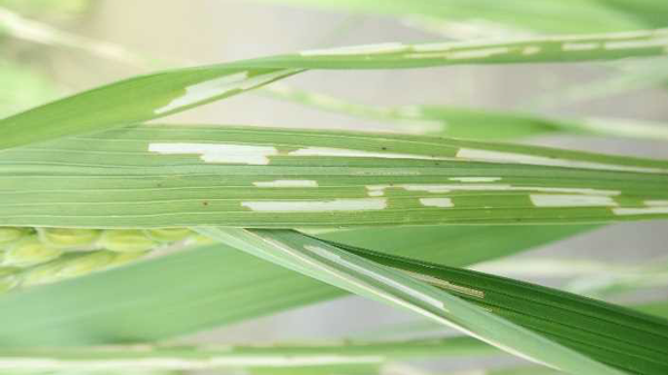 幼虫による食害痕（写真提供：沖縄県病害虫防除技術センター）