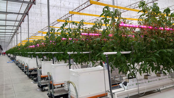 植物育成用照明「フィリップスLEDインターライティング」白河市のトマト栽培で導入　シグニファイ