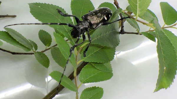 ツヤハダゴマダラカミキリの成虫