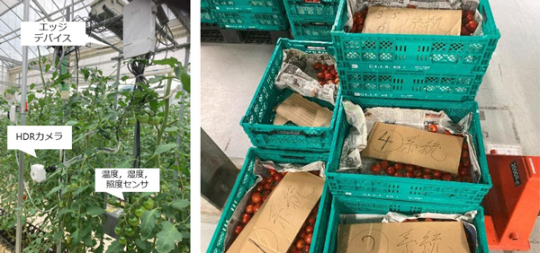 左から、図2（a）エッジ型システムの様子、（b）比較処理区ごとに収穫・集計