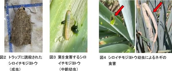 図2：トラップに誘殺されたシロイチモジヨトウの成虫、図3：葉を食害するシロイチモジヨトウの中齢幼虫、図4：シロイチモジヨトウ幼虫によるネギの食害（提供：富山県農林水産総合技術センター農業研究所 病理昆虫課）