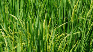 【注意報】斑点米カメムシ類が多発　薬剤防除後の草刈りと2回目防除を徹底　秋田県