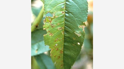 【防除情報】せん孔細菌病（もも）の発生に注意　大阪府
