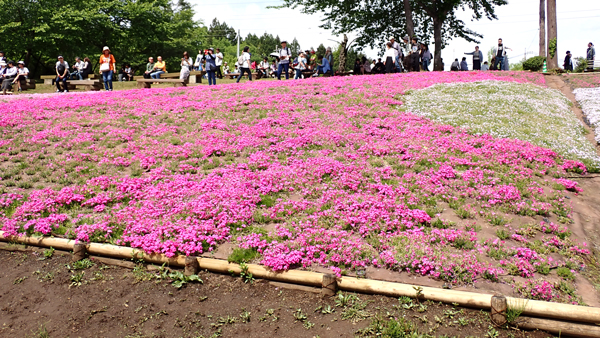 花の絨毯を思わせる「芝桜の丘」