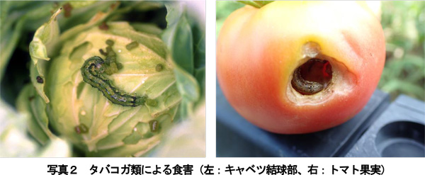写真2：タバコガ類による食害（左：キャベツ結球部、右：トマト果実）（提供：兵庫県病害虫防除所）