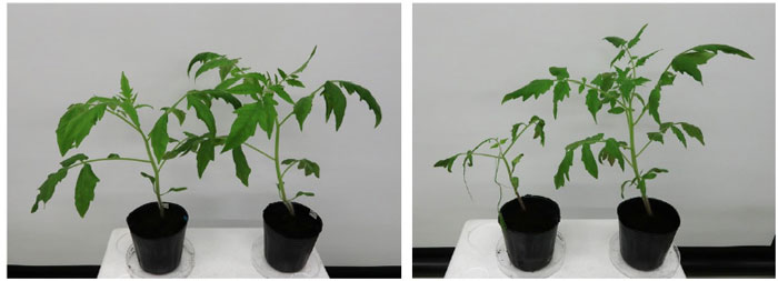 ：ウイルス非接種あるいはToBRFV接種から3週間経過したTOM1ゲノム編集トマト（左）とゲノム編集していないトマト（右）