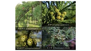 針葉樹4種のゲノム解読に成功　林木育種の効率化・加速化へ　かずさDNA研究所s.jpg