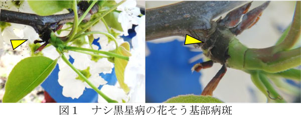 図1：ナシ黒星病の花そう基部病斑（提供：鳥取県病害虫防除所）