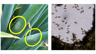 【注意報】ネギにネギべと病県中西部で多発のおそれ　鳥取県