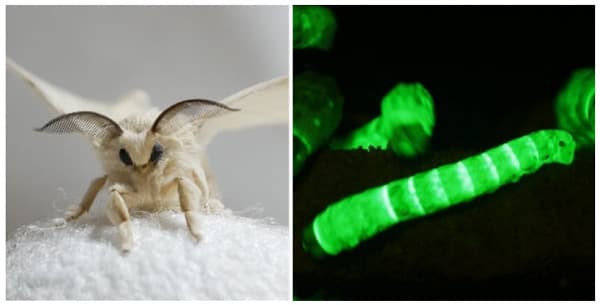 カイコの成虫（左）と、蛍光タンパク質で光る幼虫