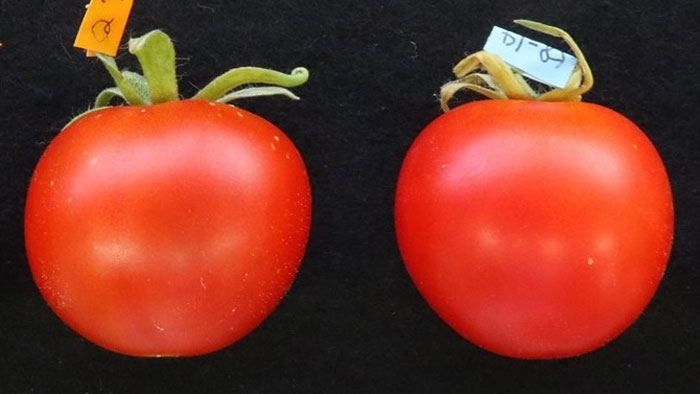 TOM1ゲノム編集トマト（左）とゲノム編集していないトマト（右）の果実で、大きさや色などに特段の違いは認められない