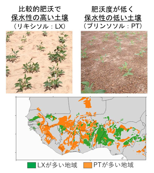 西アフリカ半乾燥地域の代表的な土（上）とその分布