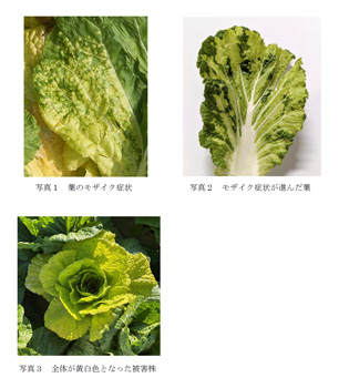 【特殊報】ハクサイ黄化モザイク病　県内で初めて確認　愛知県.jpg