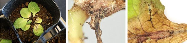 図1：葉柄、地際部の褐変を伴う株の萎凋症状（写真提供：神奈川県農業技術センター）（左）、図2：地際部（中）、葉（右）における黒色の分生子殻（写真提供：神奈川県農業技術センター）