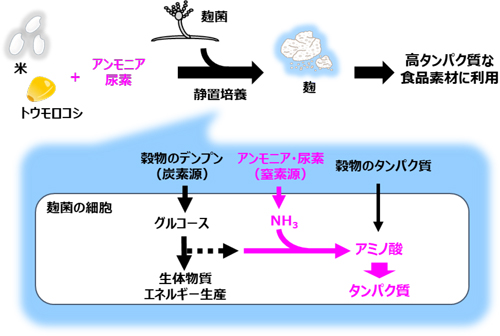 図：窒素同化固体発酵の概要。桃色で示した反応がタンパク質の増加に寄与
