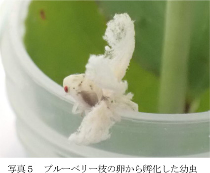 写真5：ブルーベリー枝の卵から孵化した幼虫（提供：茨城県病害虫防除所）