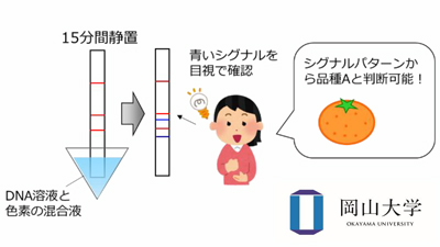 カンキツの品種を迅速・簡便に識別　DNA検査法を確立　岡山大学など