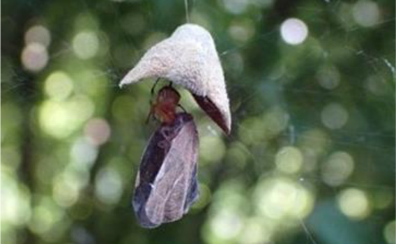 写真6：チュウゴクアミガサハゴロモを捕食するクモの仲間（提供：埼玉県病害虫防除所）