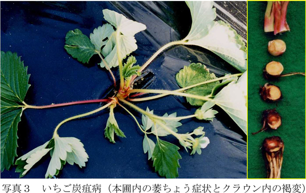 写真3：いちご炭疽病。本圃内の萎ちょう症状とクラウン内の褐変（提供：愛媛県病害虫防除所）