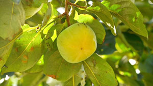 【注意報】果樹カメムシ類　県北、中、南部で多発のおそれ　和歌山県