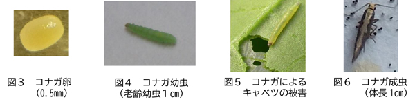 図3：コナガ卵（0.5mm）、図4：コナガ幼虫（老齢幼虫1cm）、図5：コナガによるキャベツの被害、図6：コナガ成虫（体長1cm）（提供：福井県農業試験場病害虫防除室）